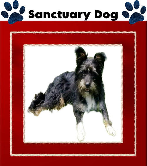 picture of the dog needing adoption