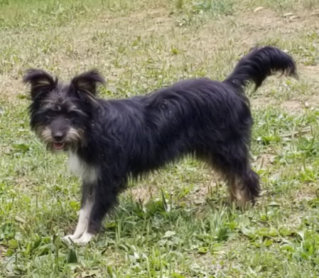 FREEBIE OUDERKIRK - Terrier available for adoption