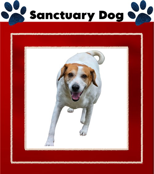 picture of the dog needing adoption