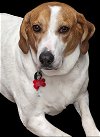 adoptable Dog in cuba, NY named Peach Groot