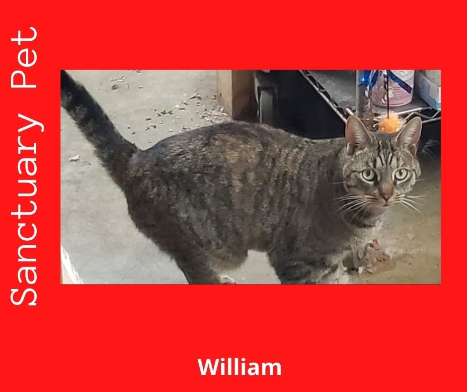 adoptable Cat in Cuba, NY named William - The Wild Kitty
