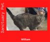 adoptable Cat in cuba, NY named William - The Wild Kitty