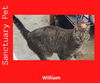 adoptable Cat in cuba, NY named William - The Wild Kitty