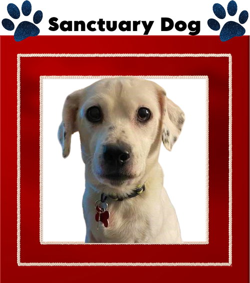 picture of the dog needing adoption