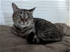 adoptable Cat in cuba, NY named Kat Mandu