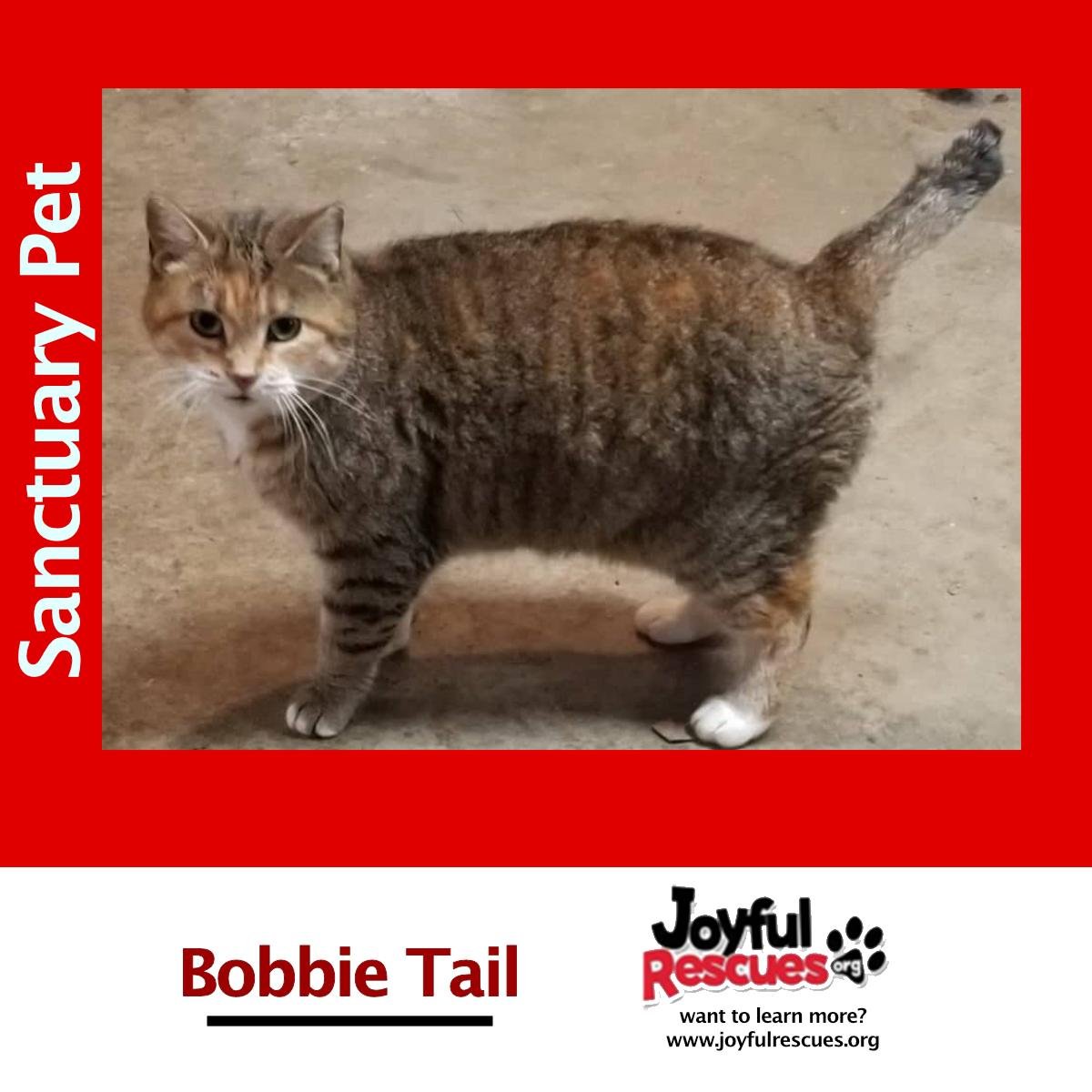 adoptable Cat in Cuba, NY named Bobbie Tail