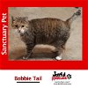 adoptable Cat in  named Bobbie Tail