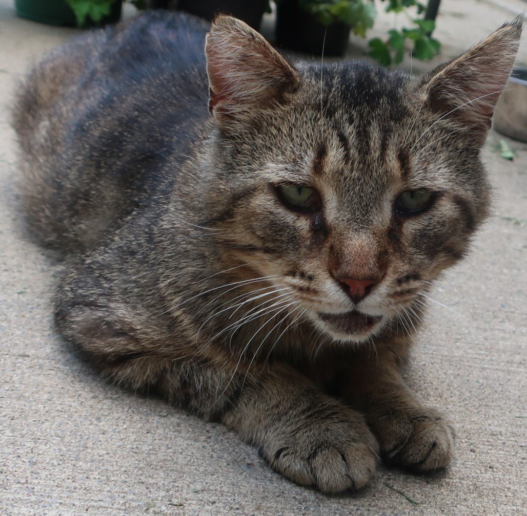 adoptable Cat in Cuba, NY named Tom