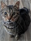 adoptable Cat in cuba, NY named Izzy
