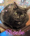 adoptable Cat in Cuba, NY named Phoebe