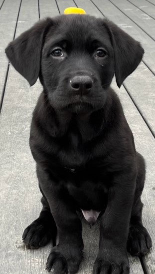 Jett