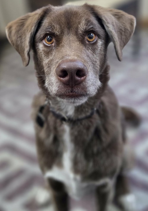 picture of the dog needing adoption