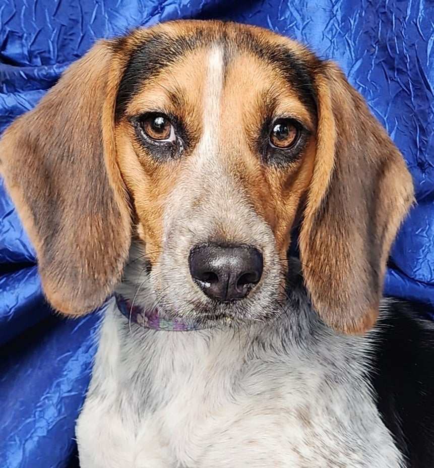 Jolene Beagle - Beagle