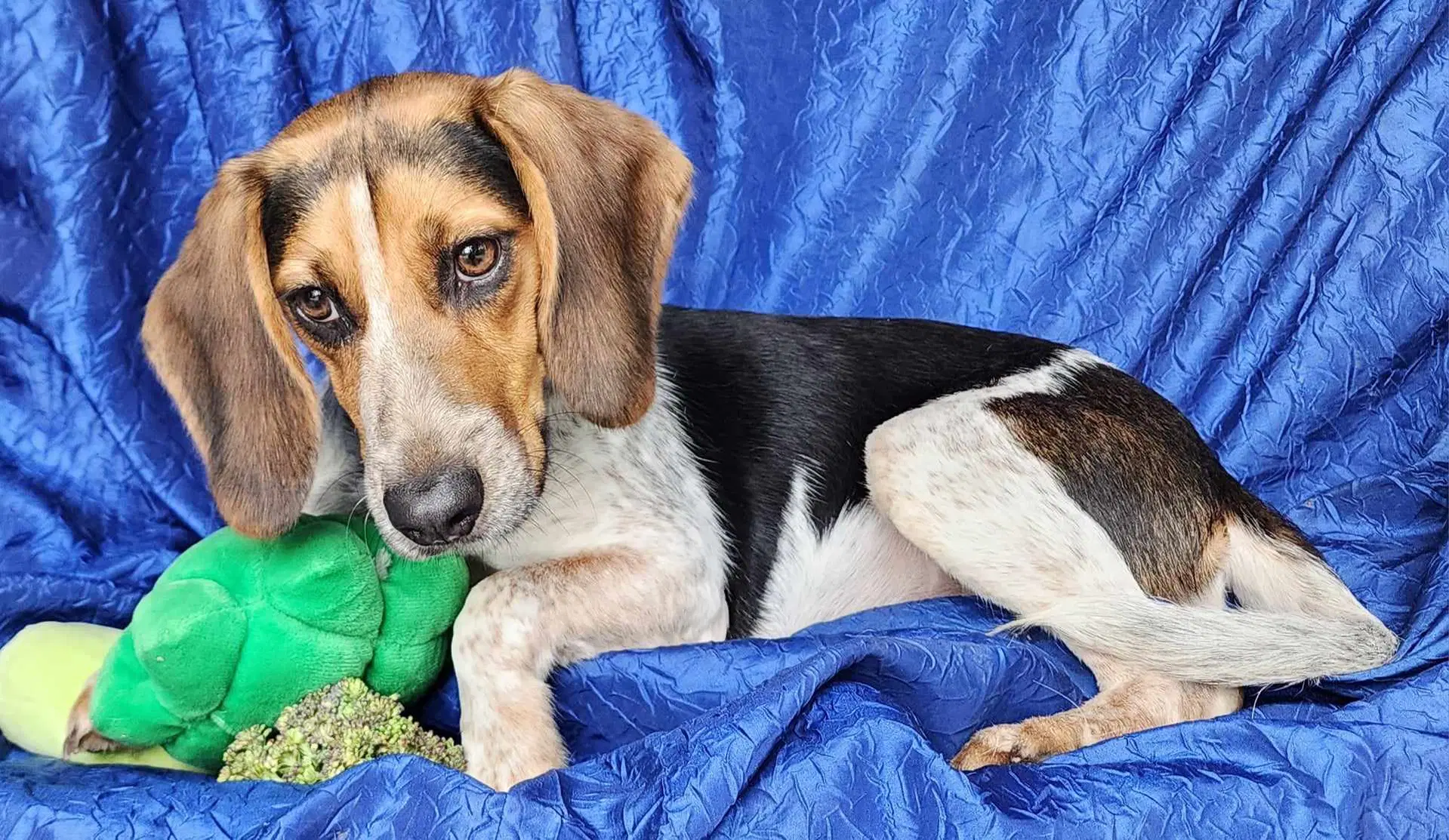 Jolene Beagle image 2