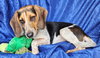 Jolene Beagle - Photo 2
