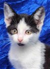 adoptable Cat in cuba, NY named Fleetwood Flynn