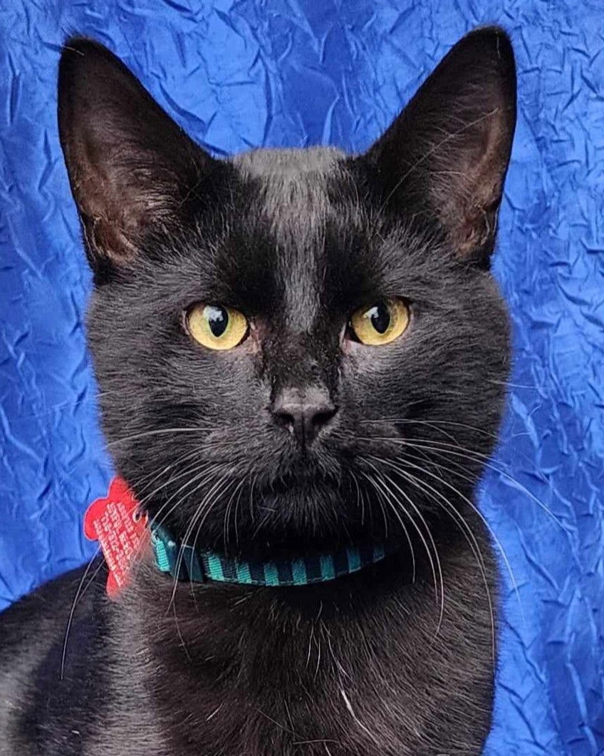 adoptable Cat in Cuba, NY named Loki