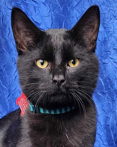 picture of the cat needing adoption