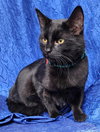 Loki - Photo 2