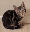 adoptable Cat in cuba, NY named Paige Callahan