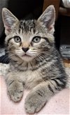 adoptable Cat in cuba, NY named Piper Callahan