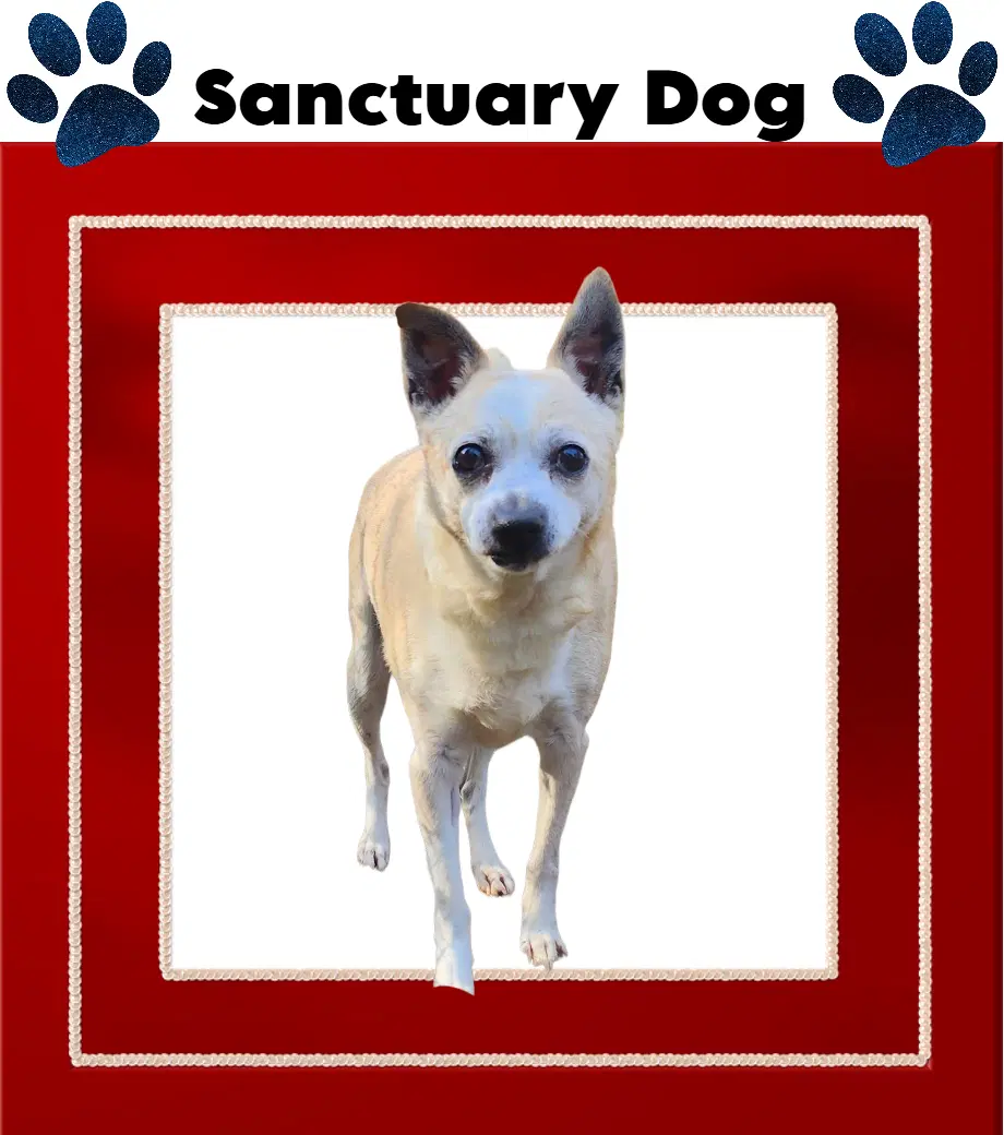 Jack Jolly - Jack Russell Terrier