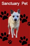 adoptable Dog in cuba, NY named Jack Jolly