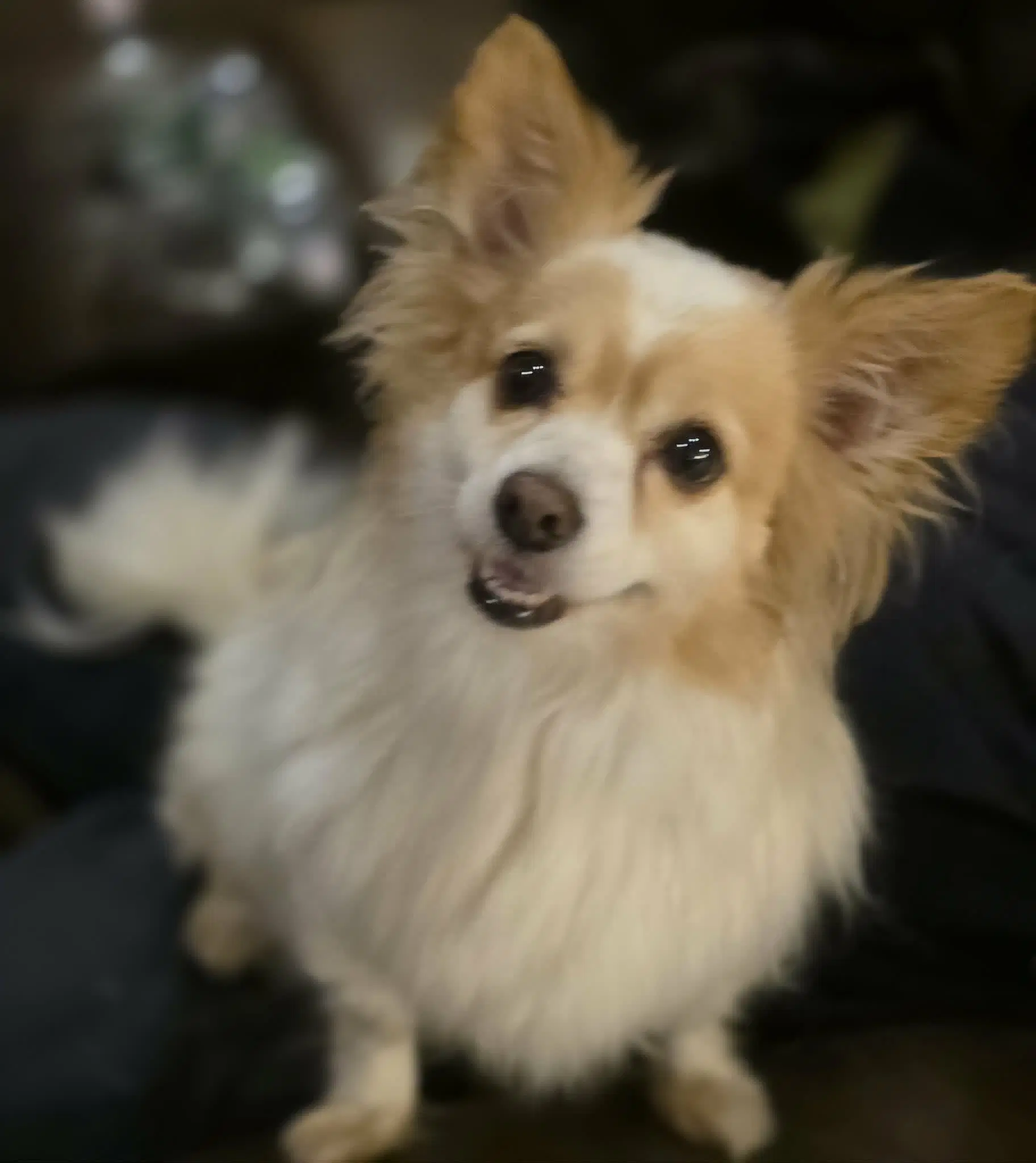 Benny Walworth Kramer - Pomeranian
