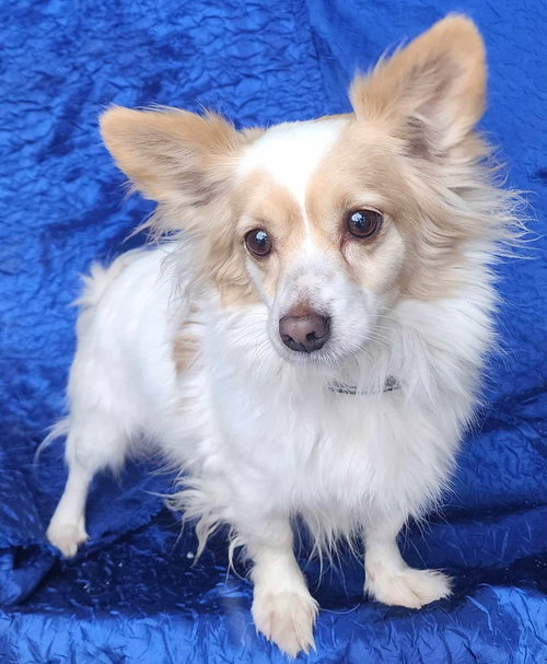 BENNY WALWORTH KRAMER - Chihuahua / Pomeranian available for adoption