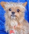 adoptable Dog in cuba, NY named Rocky Walworth Kramer