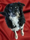 adoptable Dog in cuba, NY named Layla Walworth Kramer