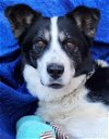 adoptable Dog in cuba, NY named Duke Lucky