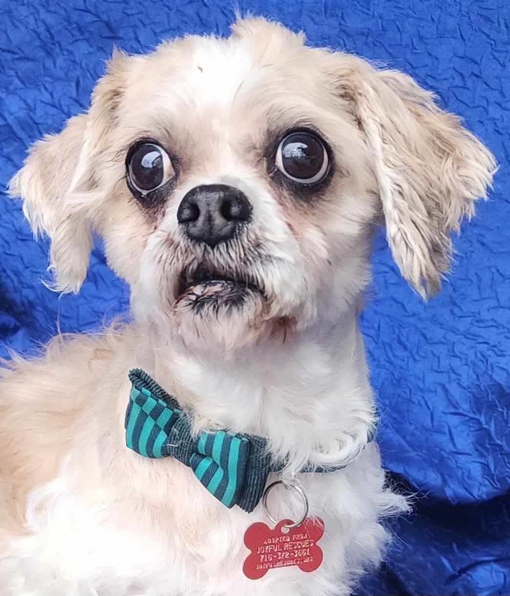 adoptable Dog in Cuba, NY named Chief Tzu