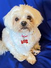 adoptable Dog in  named Odie Tzu