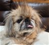 adoptable Dog in cuba, NY named Millie Peke