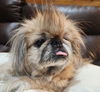 adoptable Dog in Cuba, NY named Millie Peke