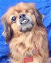 adoptable Dog in cuba, NY named Diamond Peke