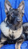 adoptable Dog in cuba, NY named Leonard