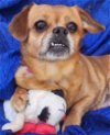 adoptable Dog in cuba, NY named Jules Peke
