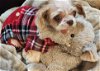 adoptable Dog in cuba, NY named Hollie