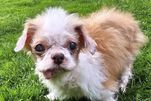 HOLLIE - Shih Tzu available for adoption