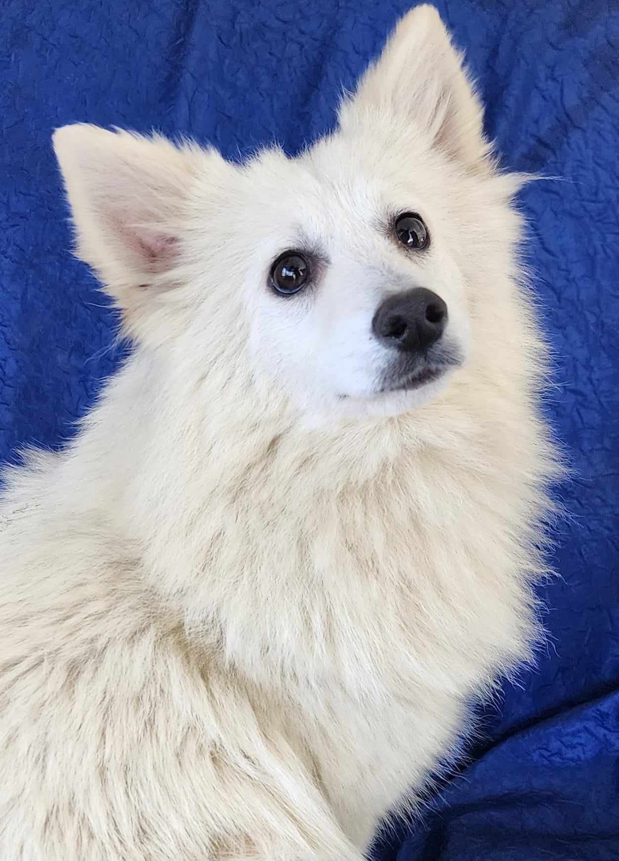 adoptable Dog in Cuba, NY named Petite White