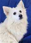 adoptable Dog in cuba, NY named Petite White
