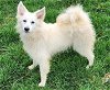 adoptable Dog in cuba, NY named Liza White