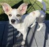adoptable Dog in  named Lilo Puerto Rico