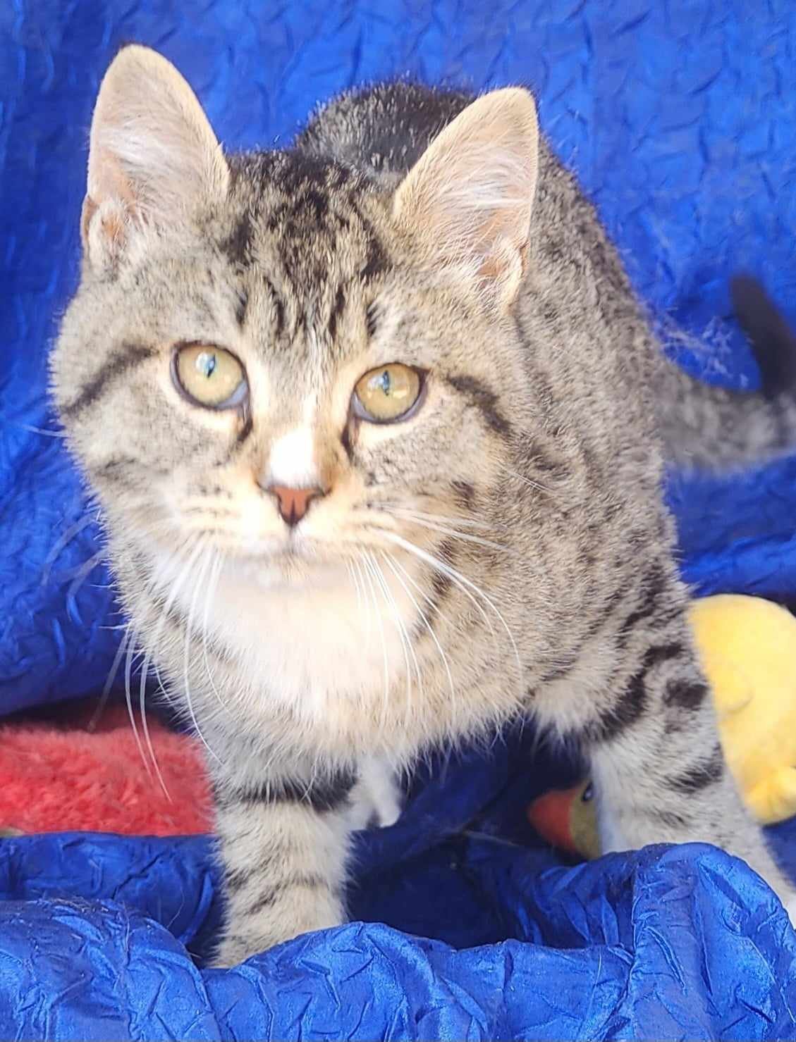 adoptable Cat in Cuba, NY named Tiger