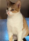 adoptable Cat in  named Dawn
