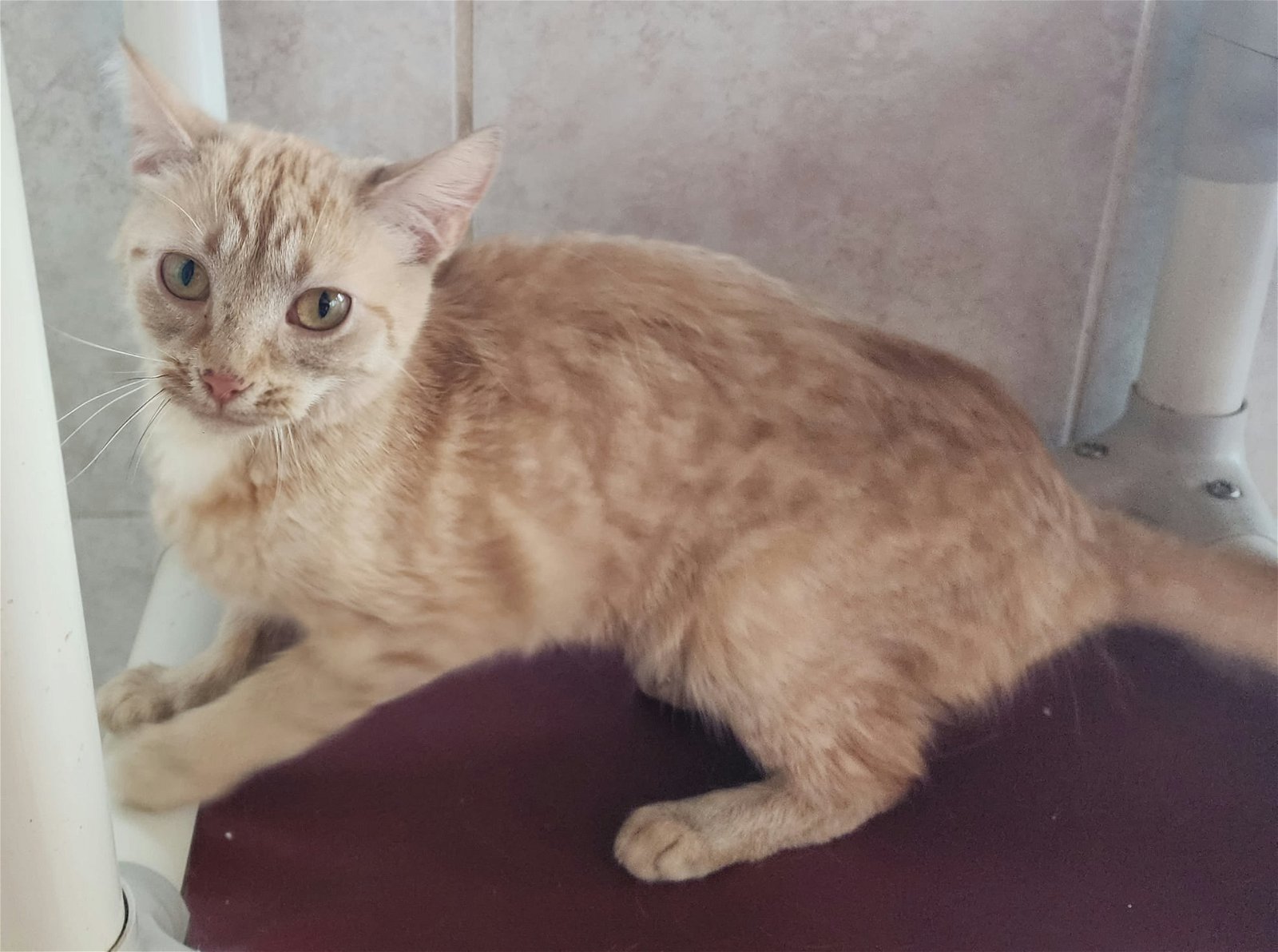 adoptable Cat in Cuba, NY named Cindi Rella
