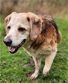 adoptable Dog in cuba, NY named Vito