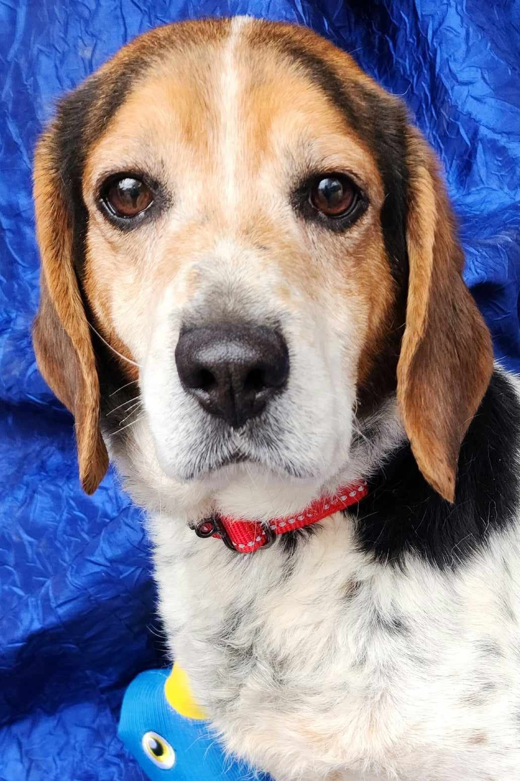 adoptable Dog in Cuba, NY named Bernie Beagle
